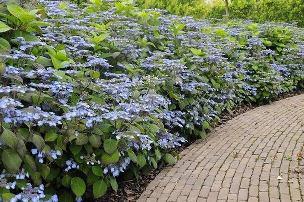 Гортензия пильчатая Вирли / Hydrangea serrata Veerle — фото 2