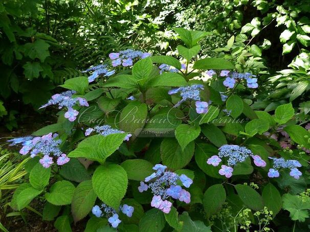 Гортензия пильчатая Вирли / Hydrangea serrata Veerle — фото 3