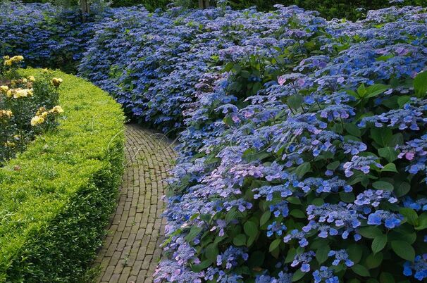 Гортензия пильчатая Вирли / Hydrangea serrata Veerle — фото 4