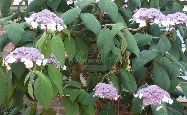 Гортензия шершавая Макрофилла / Hydrangea aspera Macrophylla — фото 2