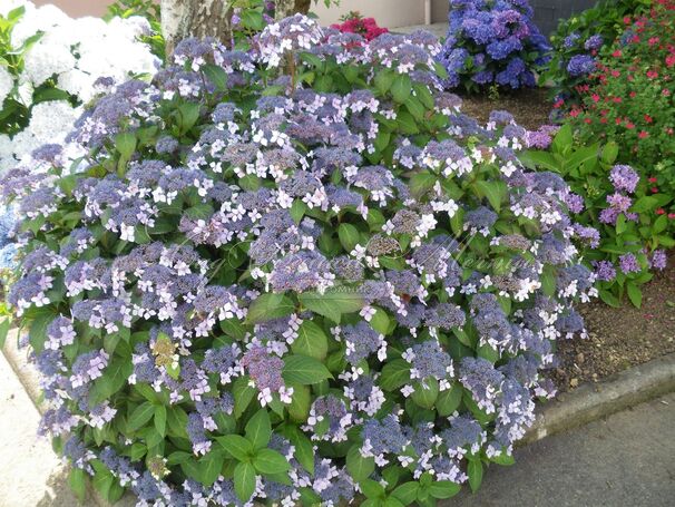 Гортензия шершавая Макрофилла / Hydrangea aspera Macrophylla — фото 3