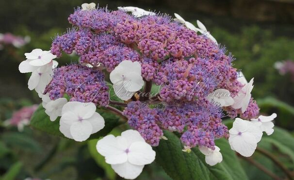 Гортензия шершавая Макрофилла / Hydrangea aspera Macrophylla — фото 4