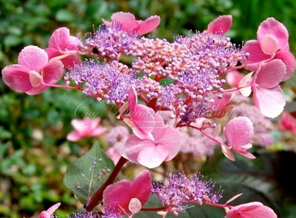 Гортензия шершавая Хот Чоколейт / Hydrangea aspera Hot Chocolate — фото 2