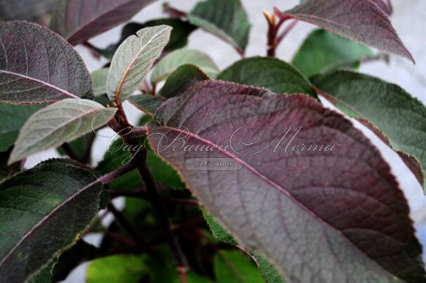 Гортензия шершавая Хот Чоколейт / Hydrangea aspera Hot Chocolate — фото 3
