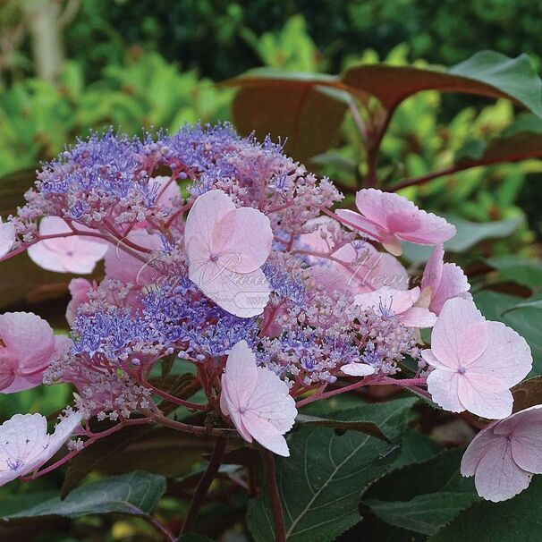Гортензия шершавая Хот Чоколейт / Hydrangea aspera Hot Chocolate — фото 4
