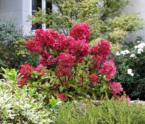 Гортензтия метельчатая Вимс ред / Hydrangea panniculata Wim's Red — фото 2