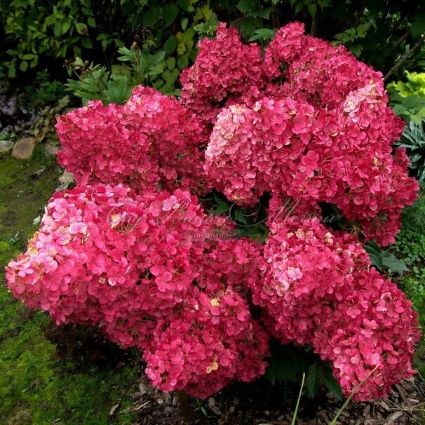 Гортензтия метельчатая Вимс ред / Hydrangea panniculata Wim's Red — фото 3