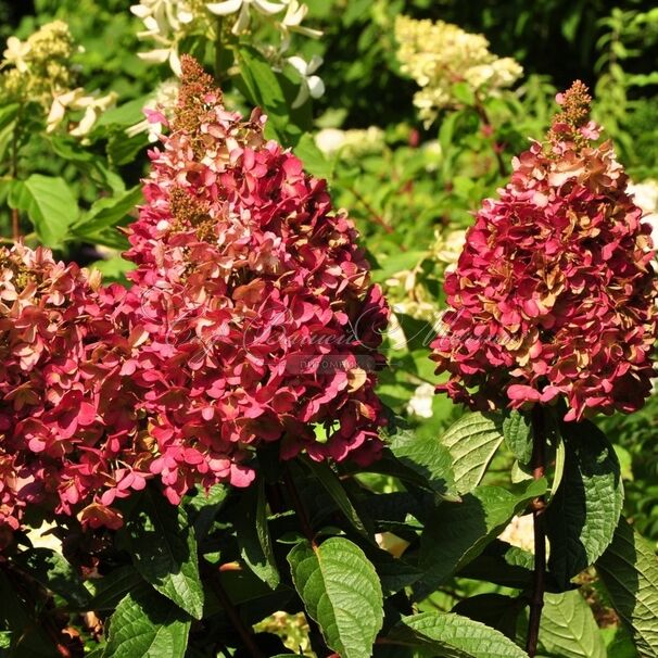 Гортензтия метельчатая Вимс ред / Hydrangea panniculata Wim's Red — фото 4