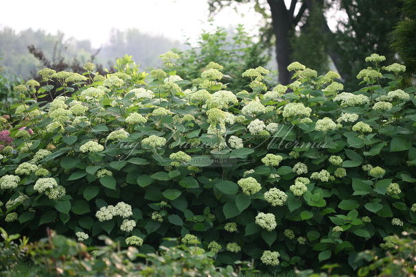 Гортензтия древовидная Лайм Рики / Hydrangea arborescens Lime Rickey — фото 6