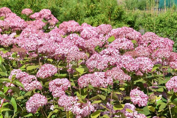 Гортензтия древовидная Мэджикал Пинкербелл / Hydrangea arborescens Magical Pinkerbell — фото 2