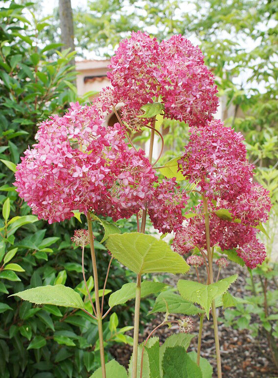 Гортензтия древовидная Мэджикал Пинкербелл / Hydrangea arborescens Magical Pinkerbell — фото 4