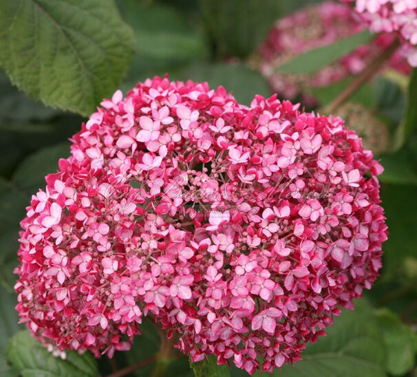 Гортензтия древовидная Мэджикал Пинкербелл / Hydrangea arborescens Magical Pinkerbell — фото 6
