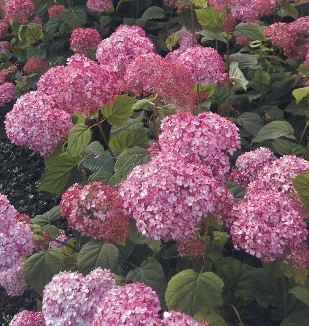 Гортензтия древовидная Мэджикал Пинкербелл / Hydrangea arborescens Magical Pinkerbell — фото 7