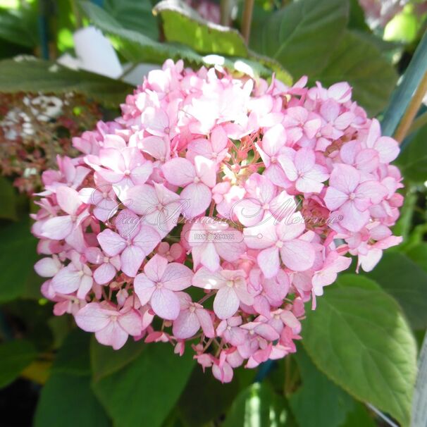 Гортензтия древовидная Мэджикал Пинкербелл / Hydrangea arborescens Magical Pinkerbell — фото 8