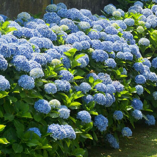 Гортензтия древовидная Нико / Hydrangea arborescens Nico — фото 2