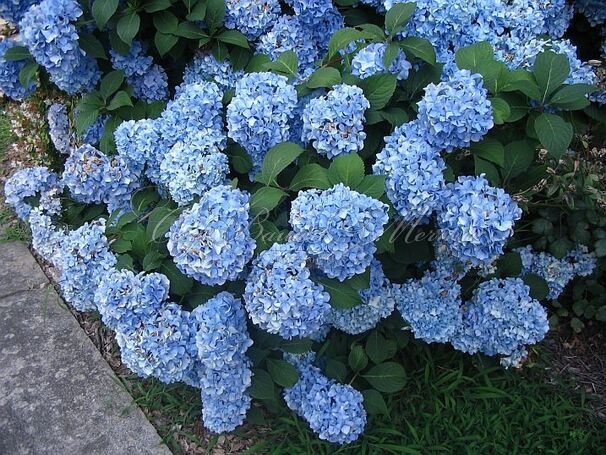 Гортензтия древовидная Нико / Hydrangea arborescens Nico — фото 3