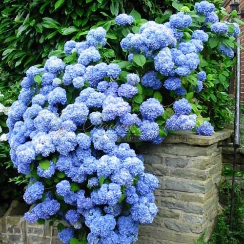 Гортензтия древовидная Нико / Hydrangea arborescens Nico — фото 4