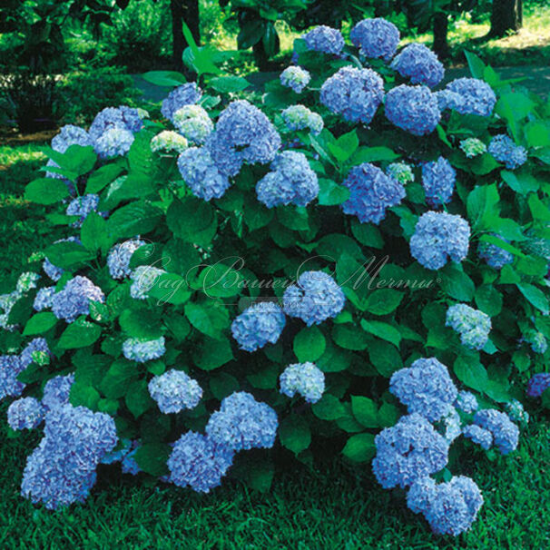 Гортензтия древовидная Нико / Hydrangea arborescens Nico — фото 5