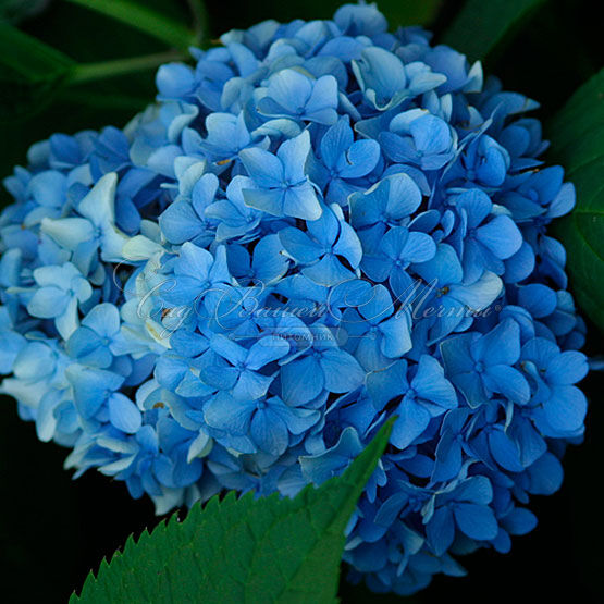 Гортензтия древовидная Нико / Hydrangea arborescens Nico — фото 6