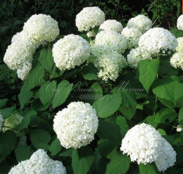 Гортензтия древовидная Хиллс оф Сноу / Hydrangea arborescens Hills of Snow — фото 2