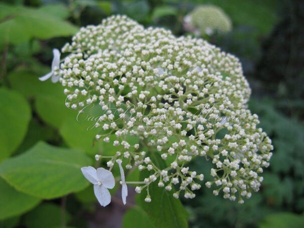 Гортензтия древовидная Хиллс оф Сноу / Hydrangea arborescens Hills of Snow — фото 3