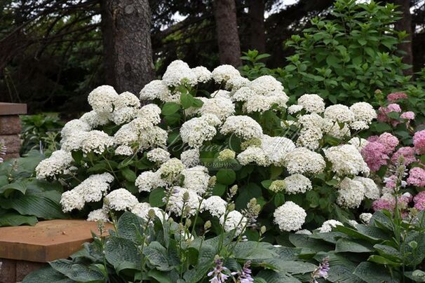 Гортензтия древовидная Хиллс оф Сноу / Hydrangea arborescens Hills of Snow — фото 4