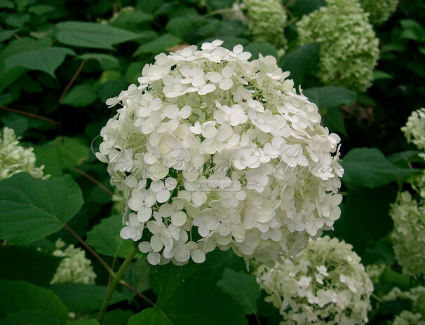 Гортензтия древовидная Хиллс оф Сноу / Hydrangea arborescens Hills of Snow — фото 5