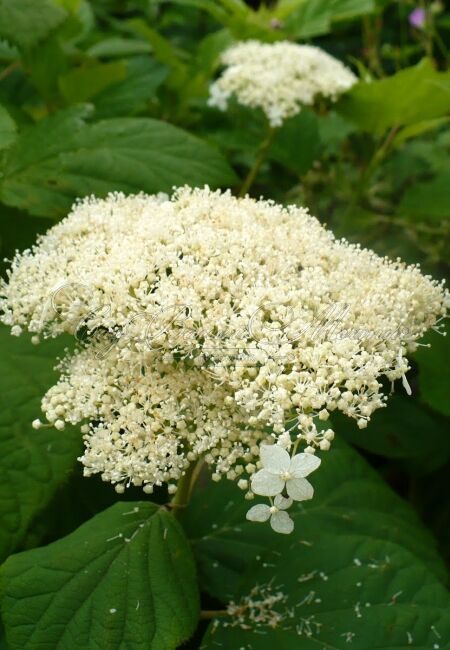 Гортензтия древовидная Хиллс оф Сноу / Hydrangea arborescens Hills of Snow — фото 6