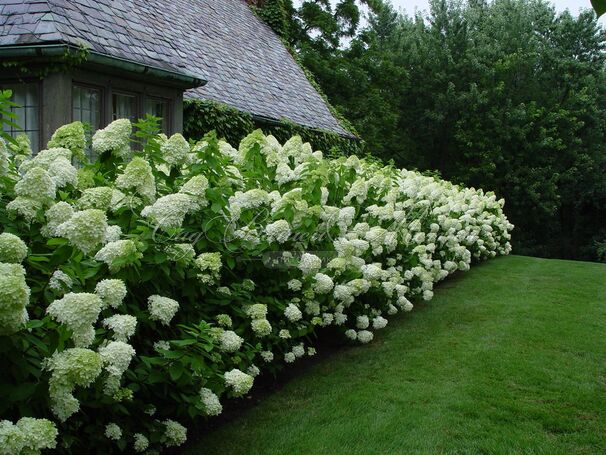 Гортензия метельчатая штамбовая Лаймлайт / Hydrangea panniculata standard Limelight — фото 2