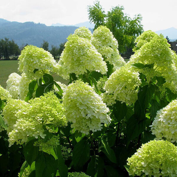 Гортензия метельчатая штамбовая Лаймлайт / Hydrangea panniculata standard Limelight — фото 3