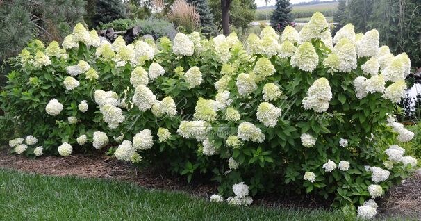 Гортензия метельчатая штамбовая Лаймлайт / Hydrangea panniculata standard Limelight — фото 4