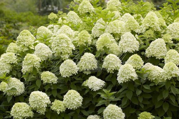 Гортензия метельчатая штамбовая Лаймлайт / Hydrangea panniculata standard Limelight — фото 5