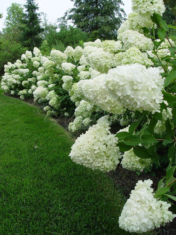 Гортензия метельчатая штамбовая Лаймлайт / Hydrangea panniculata standard Limelight — фото 6