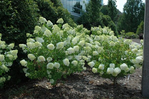 Гортензия метельчатая штамбовая Лаймлайт / Hydrangea panniculata standard Limelight — фото 7