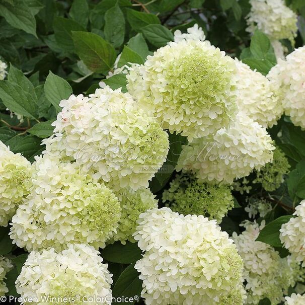 Гортензия метельчатая штамбовая Лаймлайт / Hydrangea panniculata standard Limelight — фото 11