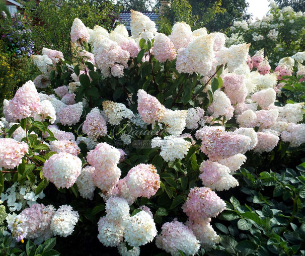 Гортензия метельчатая штамбовая Саммер Лав / Hydrangea panniculata standard Summer Love — фото 5