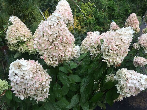 Гортензия метельчатая штамбовая Саммер Лав / Hydrangea panniculata standard Summer Love — фото 7