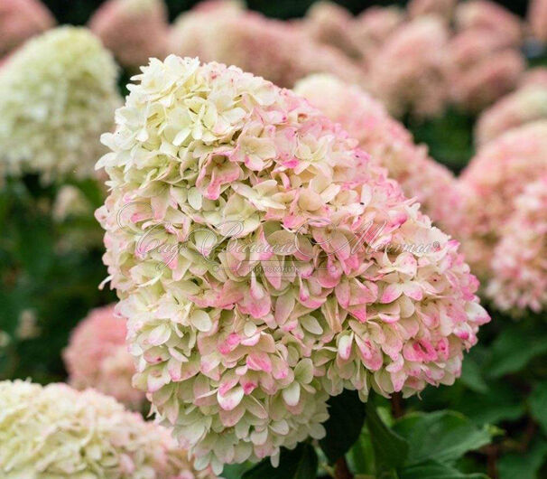 Гортензия метельчатая штамбовая Саммер Лав / Hydrangea panniculata standard Summer Love — фото 8