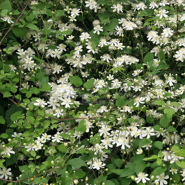 Клематис Поль Фаргез / Clematis fargesioides Paul Farges — фото 2