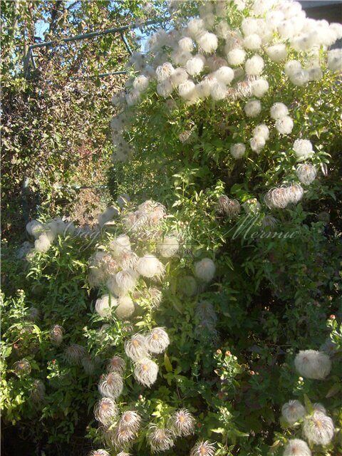 Клематис Поль Фаргез / Clematis fargesioides Paul Farges — фото 3