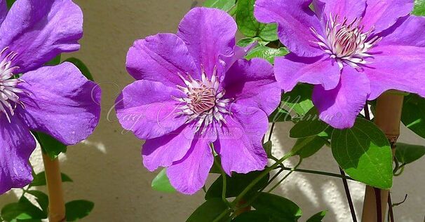 Клематис Ашва / Clematis hybriden Ashva — фото 3