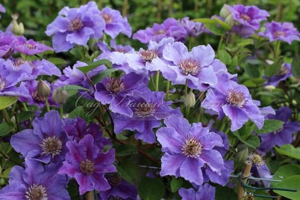 Клематис Ашва / Clematis hybriden Ashva — фото 5