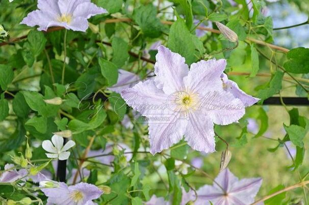 Клематис Блю Энжел / Clematis hybriden Blue Angel — фото 2