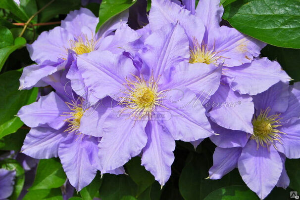 Клематис Блю Энжел / Clematis hybriden Blue Angel — фото 3