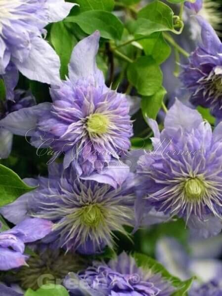 Клематис Блю Лайт / Clematis hybriden Blue Light — фото 2