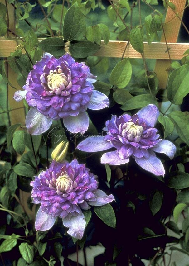 Клематис Блю Лайт / Clematis hybriden Blue Light — фото 3