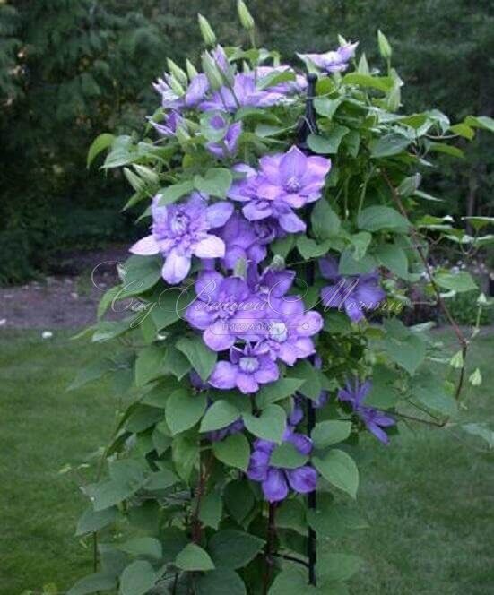 Клематис Блю Лайт / Clematis hybriden Blue Light — фото 4