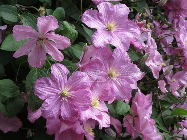 Клематис Комтесс Де Бушо / Clematis hybriden Comtesse De Bouchaud — фото 2