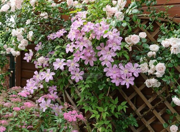 Клематис Комтесс Де Бушо / Clematis hybriden Comtesse De Bouchaud — фото 3