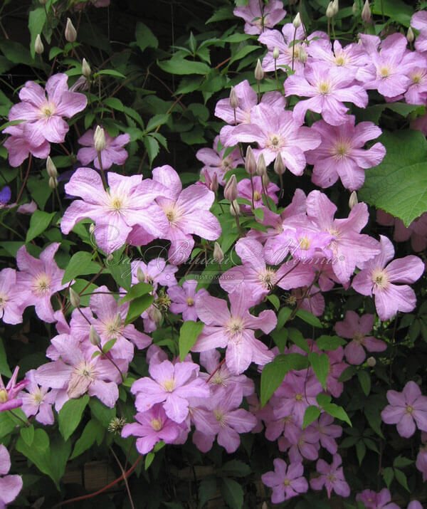 Клематис Комтесс Де Бушо / Clematis hybriden Comtesse De Bouchaud — фото 4
